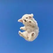 花花。発送注意点。ご確認ください。の画像