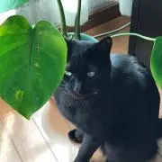 ヒカリの画像