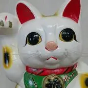 猫横講の画像