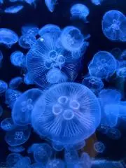 鈴谷の画像