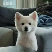 あんず