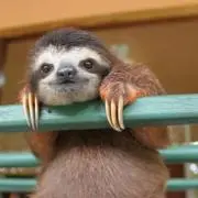 いちじくジャムの画像