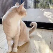 見知らぬネコの画像