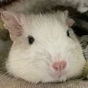 こむぎの画像