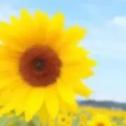 ひまわりの画像