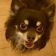 coco