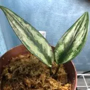 かず