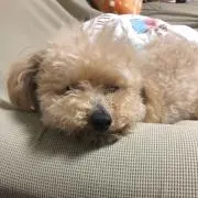 ユズの画像