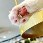 澪の画像