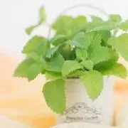 ミント