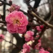 ゆみだふの画像