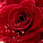 花*花Collection ☆の画像