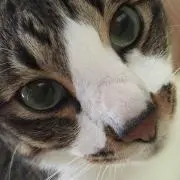 まま