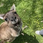 ぽぽちょんの画像