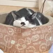 えだまめの画像