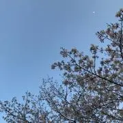 みやたんの画像