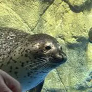 ぺこの画像