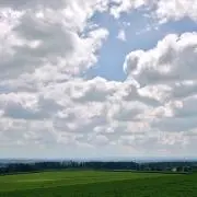 アナベルの画像
