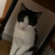 ネコ_ちゃわんの画像