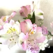 canon♫の画像