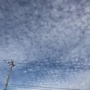 ジェリーの画像
