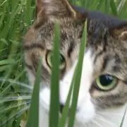 ケンチャン