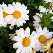 れい★プロフ確認をお願いしますの画像
