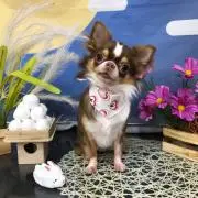 ろろの画像