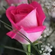 ゆき