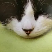 Tomの画像