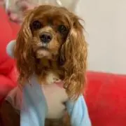 ちびの画像