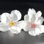 ひまわり