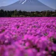 Image of りんだ52・プロフ必読