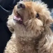 わーぼーん！の画像