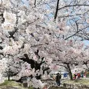 Hanaの画像