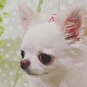 亜蓮