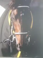 現地単勝グラスワンダー 単勝式馬券 1997年5月4日 現地単勝グラスワンダー 単勝式馬券 1997年5月4日 - メルカリ