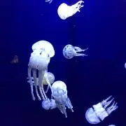 ディーディー♡プロフ一読ください♡