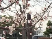 まえゆきの画像