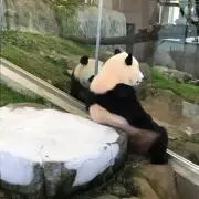 ハム太郎の画像
