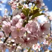 桜子の画像