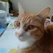 やーくんの画像