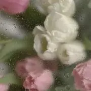 Yの画像