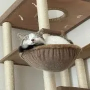 いちごの画像