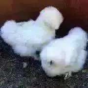 シルキーの画像