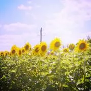 omomoの画像