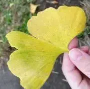 おりぼんぬ
