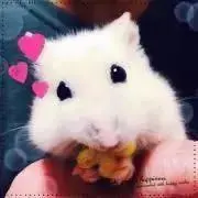 RAINAの画像
