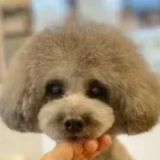 シャルル