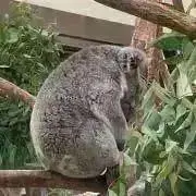 LOCOの画像